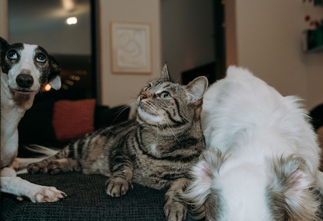 Image Credits: Unsplash