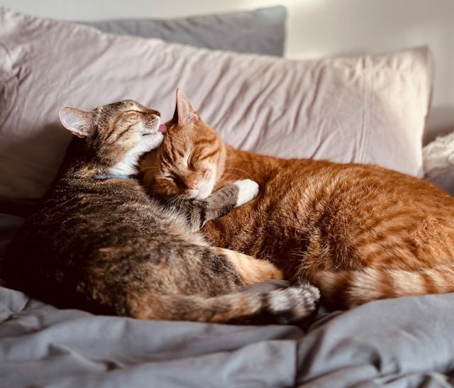 Image Credits: Unsplash